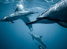 华体会正版下载:开启官方体验的新篇章